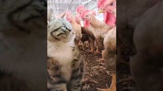 Cat???? funny ???? video