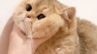 meeoww, funny cats gemes