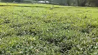 More natural tea