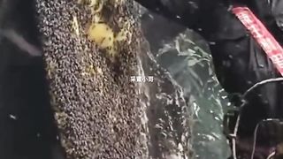 Madu murni alamai