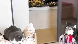 A dog doing housework ????????????????