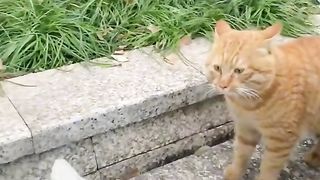 chats et humours