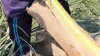 Batang Kelapa