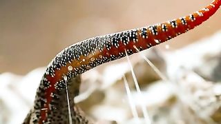 Discovery #viralvideos #discovery #entertainment