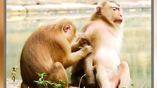 Two Monkeys Taking With Each Other Viral Video