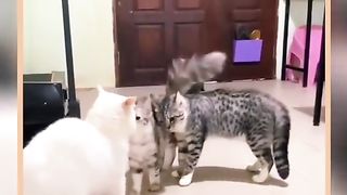 Angry Cats Talking With Each Other Viral Video
