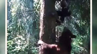 Man Vs Panda Viral Video