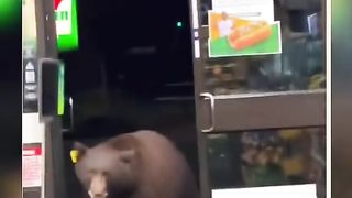 Panda Enter In The Shop Viral Video