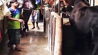 The biggest Bulls in the world