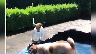 Two Dogs Playing In The Swimming Pool Water Viral Video