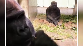Two Monkeys Angry Talking With Each Other Viral Video