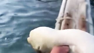 most rarest clips on internet ???? subhanallah  #shorts #clips