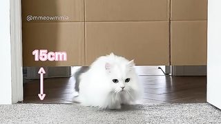 Mia vs descending gate???? this video is still one of my favourite videos ???? #cat #catvideos #catgame