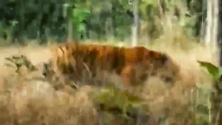 Gorilla vs Tiger Beach