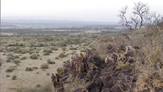 Hamadryas Baboons Clash Over Territory