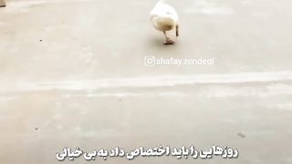 بی خیال