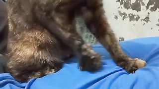 Ini Dia si kucing tukang pijat