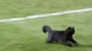 Black cat runs on field AND SCORES A GOAL