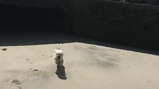 Mi perrito
