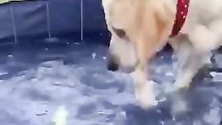 Dog and snake fight.