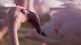 Killer Baboons hunt and kill flamingos in Lake Bogoria, Kenya