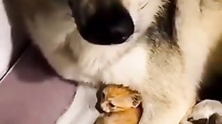 Cat and dog are friends