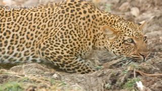 Leopard Hunts Baboon in Broad Daylight