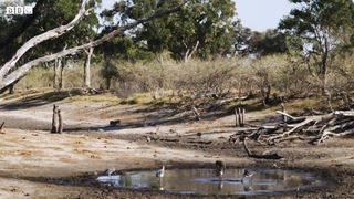 Leopard Learns How to Catch a Fish | BBC Earth