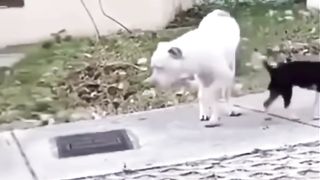That white dog needs to be remove in this hood..