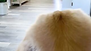 I found you Baby Dog and Papa Dog ????????????