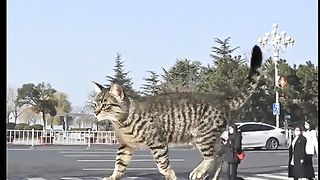 Kucing raksasa