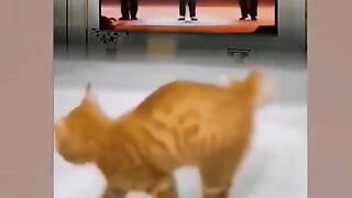 #funny cat dance