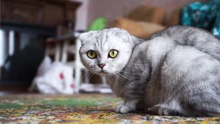 The strange cat