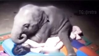 The baby elephant wants to sleep with the caretaker girl
