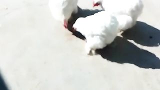 Th the hen