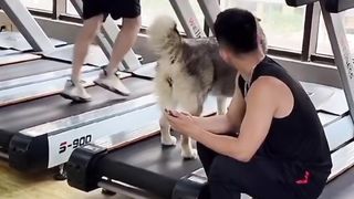 Funny Dog Gyms