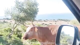 Aqlli sigir