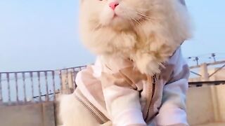 Cutest cat
