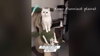 Funny Dogs And Cats Videos 2024 Funniest Animal Videos Of The week