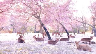 Japanese deer park