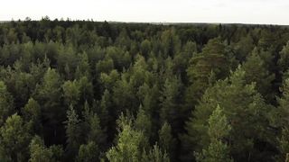 Royalty Free 4k Forest Stock Video Footage [ DJI Drone Footage ]