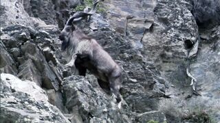 Snow Leopard Hunting | Planet Earth | BBC Earth
