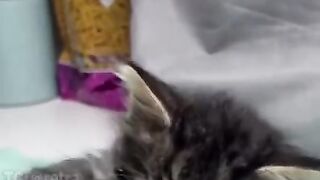 The kitten who learned to bark