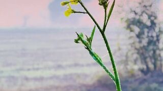 Nature Meditation Video | Viral Video | Peaceful Video