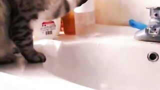 Funny cat