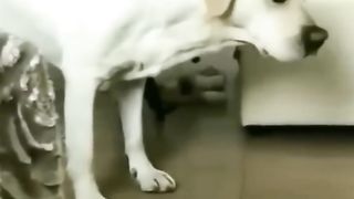 Amazing cats and dogs funny viral videos ???? ????