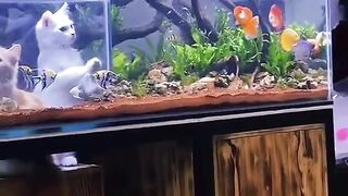 A great opportunity to watch the fish