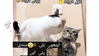 Funny video #valentine day