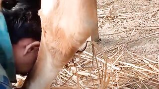 File name Jai Gau Mata Jay shree krishna --_youtube _trending _shorts _su).