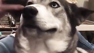 The dog wants to be scratched